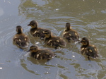 FZ006049 Ducklings.jpg